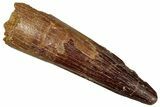 Fossil Spinosaurus Tooth - Real Dinosaur Tooth #329700-1